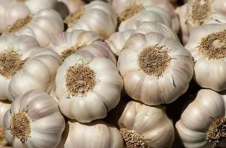Garlic