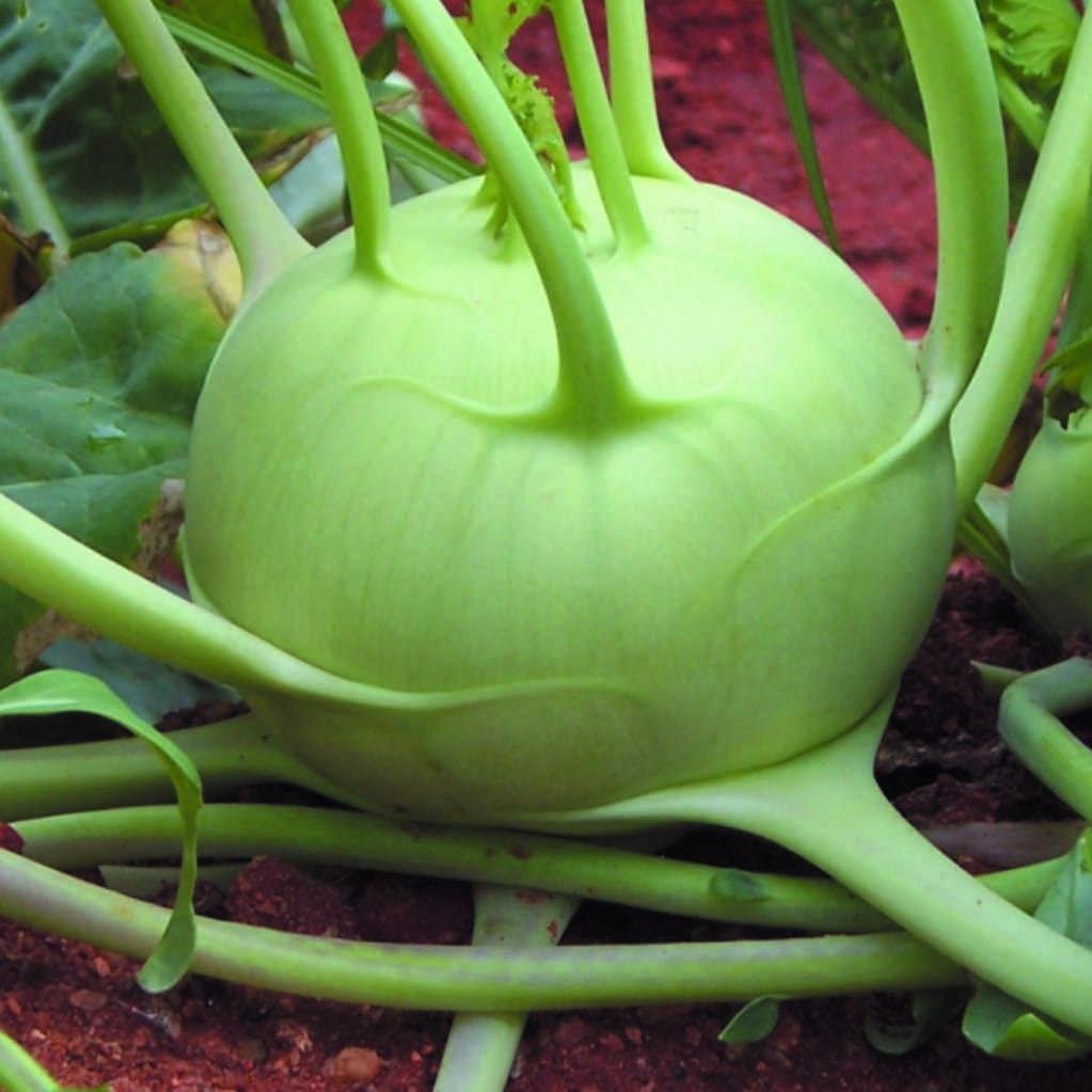 Knol khol