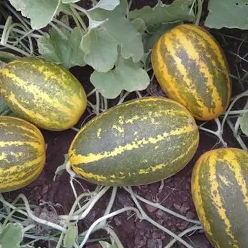 Sambhar Cucumber