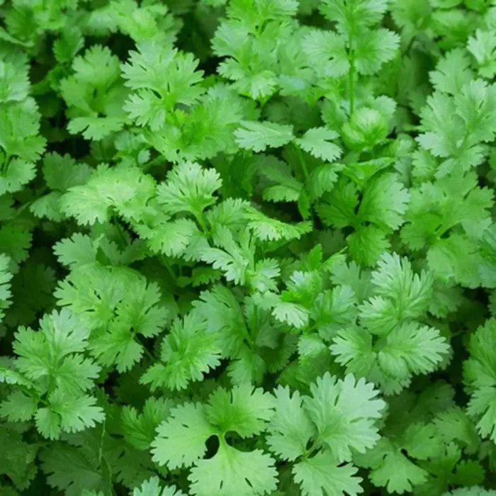Coriander leaves