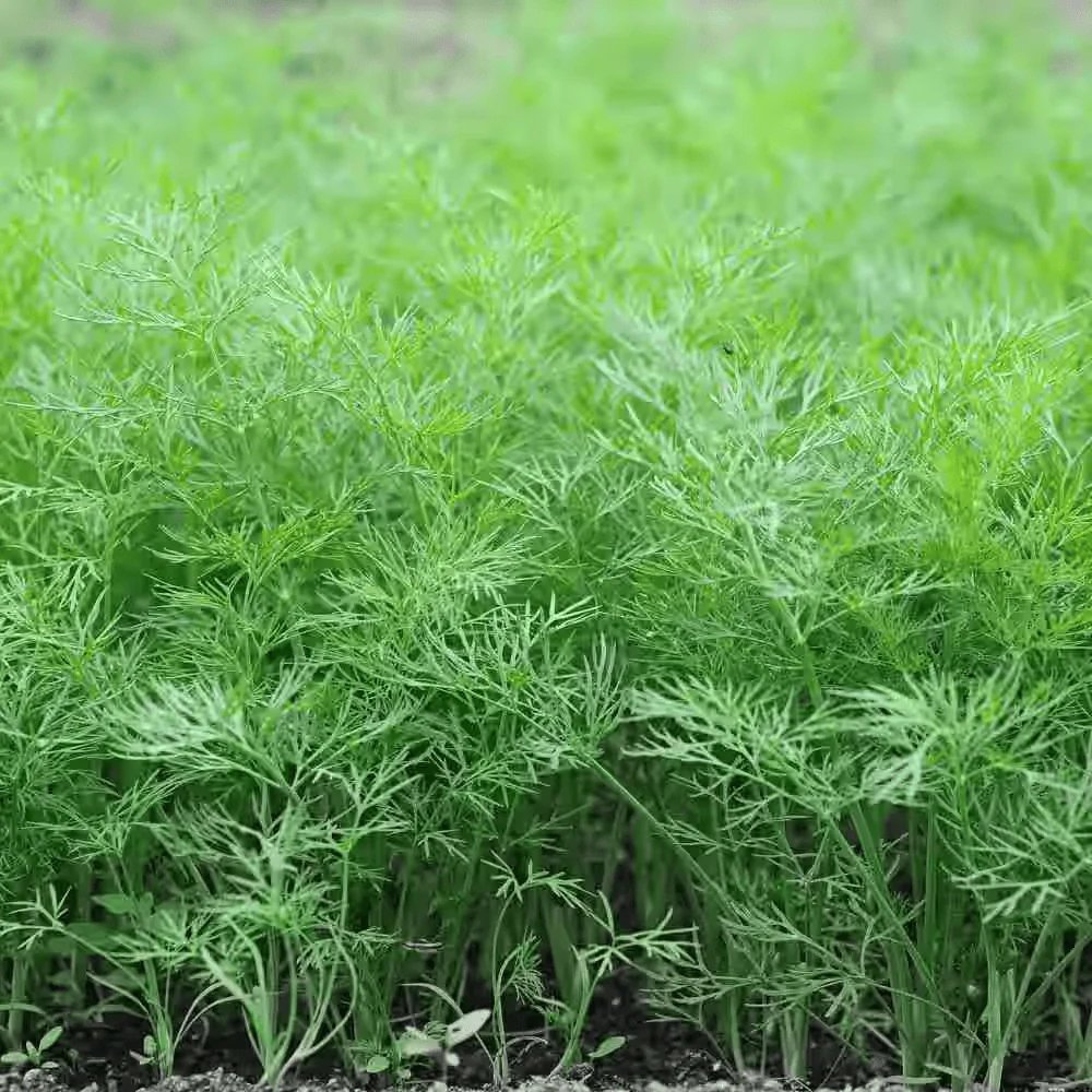 Dill leaves
