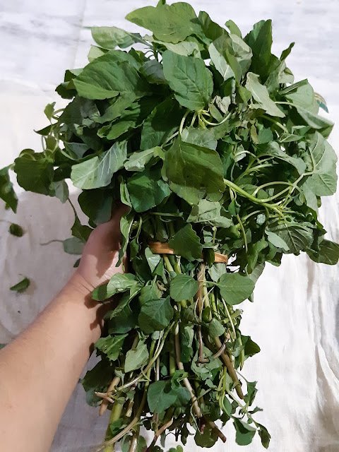 Spleen amaranthus