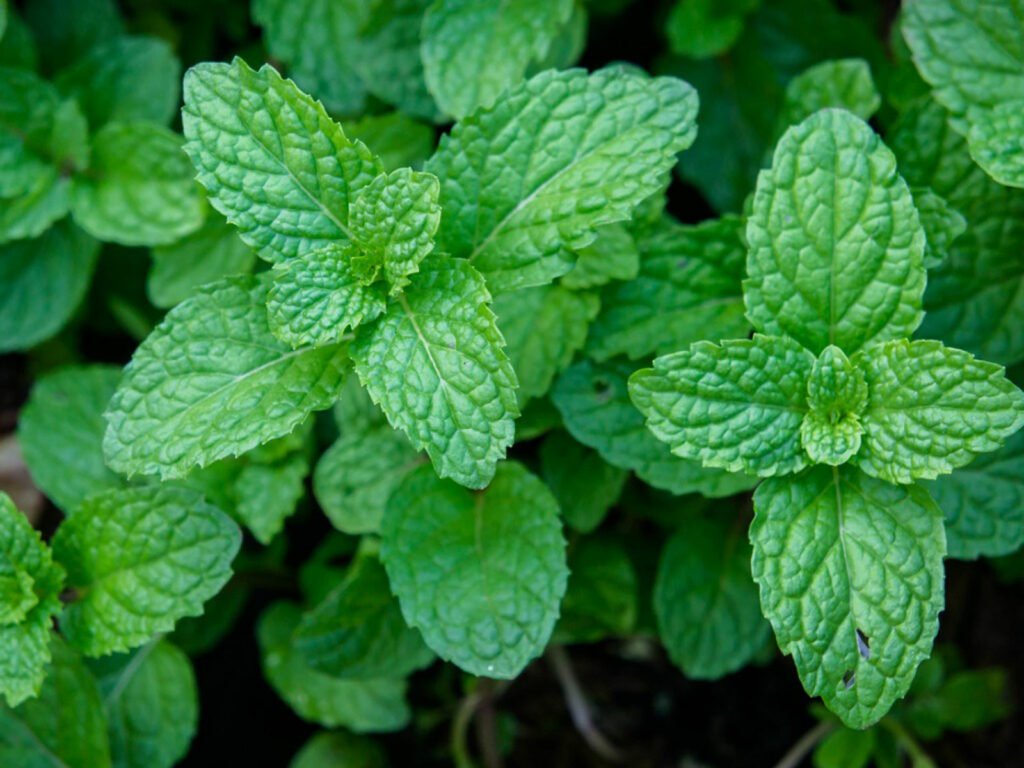 Mint leaves